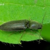 Athous haemorrhoidalis - Rausvapilvis laukaspragšis | Fotografijos autorius : Romas Ferenca | © Macrogamta.lt | Šis tinklapis priklauso bendruomenei kuri domisi makro fotografija ir fotografuoja gyvąjį makro pasaulį.