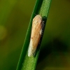 Balclutha punctata - Cikadelė | Fotografijos autorius : Romas Ferenca | © Macrogamta.lt | Šis tinklapis priklauso bendruomenei kuri domisi makro fotografija ir fotografuoja gyvąjį makro pasaulį.