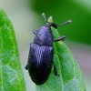 Kietinis baris - Baris artemisiae | Fotografijos autorius : Romas Ferenca | © Macrogamta.lt | Šis tinklapis priklauso bendruomenei kuri domisi makro fotografija ir fotografuoja gyvąjį makro pasaulį.