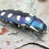 Aštuoniataškis blizgiavabalis - Buprestis octoguttata | Fotografijos autorius : Romas Ferenca | © Macrogamta.lt | Šis tinklapis priklauso bendruomenei kuri domisi makro fotografija ir fotografuoja gyvąjį makro pasaulį.