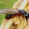 Camponotus herculeanus - Skruzdėlė | Fotografijos autorius : Romas Ferenca | © Macrogamta.lt | Šis tinklapis priklauso bendruomenei kuri domisi makro fotografija ir fotografuoja gyvąjį makro pasaulį.