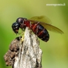 Camponotus herculeanus - Skruzdėlė | Fotografijos autorius : Romas Ferenca | © Macrogamta.lt | Šis tinklapis priklauso bendruomenei kuri domisi makro fotografija ir fotografuoja gyvąjį makro pasaulį.