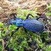 Grakštusis puošniažygis - Carabus intricatus | Fotografijos autorius : Romas Ferenca | © Macrogamta.lt | Šis tinklapis priklauso bendruomenei kuri domisi makro fotografija ir fotografuoja gyvąjį makro pasaulį.