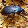 Carabus arcensis - Dirvinis puošniažygis | Fotografijos autorius : Romas Ferenca | © Macrogamta.lt | Šis tinklapis priklauso bendruomenei kuri domisi makro fotografija ir fotografuoja gyvąjį makro pasaulį.