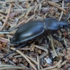 Lygusis puošniažygis - Carabus glabratus | Fotografijos autorius : Romas Ferenca | © Macrogamta.lt | Šis tinklapis priklauso bendruomenei kuri domisi makro fotografija ir fotografuoja gyvąjį makro pasaulį.