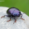 Violetinis puošnys - Chrysolina sturmi | Fotografijos autorius : Romas Ferenca | © Macrogamta.lt | Šis tinklapis priklauso bendruomenei kuri domisi makro fotografija ir fotografuoja gyvąjį makro pasaulį.