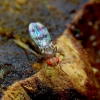 Vaisinė muselė - Chymomyza amoena | Fotografijos autorius : Romas Ferenca | © Macrogamta.lt | Šis tinklapis priklauso bendruomenei kuri domisi makro fotografija ir fotografuoja gyvąjį makro pasaulį.