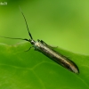 Juodoji usninė makštikandė - Coleophora paripennella | Fotografijos autorius : Romas Ferenca | © Macrogamta.lt | Šis tinklapis priklauso bendruomenei kuri domisi makro fotografija ir fotografuoja gyvąjį makro pasaulį.