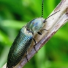 Šukaūsis pievaspragšis - Ctenicera pectinicornis ♀ | Fotografijos autorius : Romas Ferenca | © Macrogamta.lt | Šis tinklapis priklauso bendruomenei kuri domisi makro fotografija ir fotografuoja gyvąjį makro pasaulį.