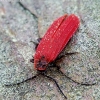 Aušrinis žiedvabalis - Dictyoptera aurora | Fotografijos autorius : Romas Ferenca | © Macrogamta.lt | Šis tinklapis priklauso bendruomenei kuri domisi makro fotografija ir fotografuoja gyvąjį makro pasaulį.