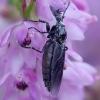 Storakojis uodas - Dilophus febrilis | Fotografijos autorius : Romas Ferenca | © Macrogamta.lt | Šis tinklapis priklauso bendruomenei kuri domisi makro fotografija ir fotografuoja gyvąjį makro pasaulį.