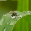 Ilgakojė muselė - Dolichopodidae  | Fotografijos autorius : Romas Ferenca | © Macrogamta.lt | Šis tinklapis priklauso bendruomenei kuri domisi makro fotografija ir fotografuoja gyvąjį makro pasaulį.