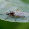 Storakojis uodas - Bibionidae | Fotografijos autorius : Romas Ferenca | © Macrogamta.lt | Šis tinklapis priklauso bendruomenei kuri domisi makro fotografija ir fotografuoja gyvąjį makro pasaulį.