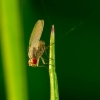 Scaptomyza pallida - Vaismusė | Fotografijos autorius : Romas Ferenca | © Macrogamta.lt | Šis tinklapis priklauso bendruomenei kuri domisi makro fotografija ir fotografuoja gyvąjį makro pasaulį.