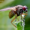Tikramusė - Phaonia sp. | Fotografijos autorius : Romas Ferenca | © Macrogamta.lt | Šis tinklapis priklauso bendruomenei kuri domisi makro fotografija ir fotografuoja gyvąjį makro pasaulį.