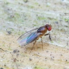 Vaisinė muselė - Chymomyza sp. | Fotografijos autorius : Romas Ferenca | © Macrogamta.lt | Šis tinklapis priklauso bendruomenei kuri domisi makro fotografija ir fotografuoja gyvąjį makro pasaulį.