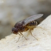 Vaisinė muselė - Drosophila hydei | Fotografijos autorius : Romas Ferenca | © Macrogamta.lt | Šis tinklapis priklauso bendruomenei kuri domisi makro fotografija ir fotografuoja gyvąjį makro pasaulį.