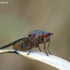 Dryomyza flaveola - Musė | Fotografijos autorius : Romas Ferenca | © Macrogamta.lt | Šis tinklapis priklauso bendruomenei kuri domisi makro fotografija ir fotografuoja gyvąjį makro pasaulį.