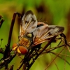 Ectophasia crassipennis - Dygliamusė | Fotografijos autorius : Romas Ferenca | © Macrogamta.lt | Šis tinklapis priklauso bendruomenei kuri domisi makro fotografija ir fotografuoja gyvąjį makro pasaulį.