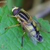 Helophilus trivittatus - Žiedmusė | Fotografijos autorius : Romas Ferenca | © Macrogamta.lt | Šis tinklapis priklauso bendruomenei kuri domisi makro fotografija ir fotografuoja gyvąjį makro pasaulį.