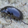 Žygiškasis kūdravabalis - Hydrochara caraboides | Fotografijos autorius : Romas Ferenca | © Macrogamta.lt | Šis tinklapis priklauso bendruomenei kuri domisi makro fotografija ir fotografuoja gyvąjį makro pasaulį.