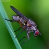 Hylemya nigrimana - Žiedenė | Fotografijos autorius : Romas Ferenca | © Macrogamta.lt | Šis tinklapis priklauso bendruomenei kuri domisi makro fotografija ir fotografuoja gyvąjį makro pasaulį.