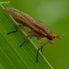 Sraigžudė - Ilione albiseta ? | Fotografijos autorius : Romas Ferenca | © Macrogamta.lt | Šis tinklapis priklauso bendruomenei kuri domisi makro fotografija ir fotografuoja gyvąjį makro pasaulį.