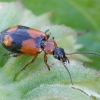 Kryžiuotasis lapažygis - Lebia cruxminor | Fotografijos autorius : Romas Ferenca | © Macrogamta.lt | Šis tinklapis priklauso bendruomenei kuri domisi makro fotografija ir fotografuoja gyvąjį makro pasaulį.