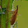 Lixus bardanae - Rugštyninis stiebastraublis | Fotografijos autorius : Romas Ferenca | © Macrogamta.lt | Šis tinklapis priklauso bendruomenei kuri domisi makro fotografija ir fotografuoja gyvąjį makro pasaulį.