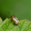 Paprastoji šilingspragė - Lythraria salicariae | Fotografijos autorius : Romas Ferenca | © Macrogamta.lt | Šis tinklapis priklauso bendruomenei kuri domisi makro fotografija ir fotografuoja gyvąjį makro pasaulį.