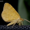 Rudasis mėlyninis sprindžius - Macaria brunneata | Fotografijos autorius : Romas Ferenca | © Macrogamta.lt | Šis tinklapis priklauso bendruomenei kuri domisi makro fotografija ir fotografuoja gyvąjį makro pasaulį.