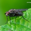 Anthomyiidae - Žiedenė | Fotografijos autorius : Romas Ferenca | © Macrogamta.lt | Šis tinklapis priklauso bendruomenei kuri domisi makro fotografija ir fotografuoja gyvąjį makro pasaulį.