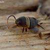 Europinis skruzdėlinukas - Myrmecophilus acervorum | Fotografijos autorius : Romas Ferenca | © Macrogamta.lt | Šis tinklapis priklauso bendruomenei kuri domisi makro fotografija ir fotografuoja gyvąjį makro pasaulį.