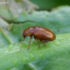 Usninė laukspragė - Neocrepidodera ferruginea ♀ | Fotografijos autorius : Romas Ferenca | © Macrogamta.lt | Šis tinklapis priklauso bendruomenei kuri domisi makro fotografija ir fotografuoja gyvąjį makro pasaulį.