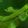 Pilkšvasis žalsvuolis - Nycteola revayana, vikšras | Fotografijos autorius : Romas Ferenca | © Macrogamta.lt | Šis tinklapis priklauso bendruomenei kuri domisi makro fotografija ir fotografuoja gyvąjį makro pasaulį.