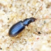 Paranchus albipes - Geltonkojis žvitražygis | Fotografijos autorius : Romas Ferenca | © Macrogamta.lt | Šis tinklapis priklauso bendruomenei kuri domisi makro fotografija ir fotografuoja gyvąjį makro pasaulį.