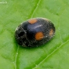 Šlaitinė boružė - Platynaspis luteorubra | Fotografijos autorius : Romas Ferenca | © Macrogamta.lt | Šis tinklapis priklauso bendruomenei kuri domisi makro fotografija ir fotografuoja gyvąjį makro pasaulį.