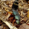 Platydracus fulvipes - Trumpasparnis | Fotografijos autorius : Romas Ferenca | © Macrogamta.lt | Šis tinklapis priklauso bendruomenei kuri domisi makro fotografija ir fotografuoja gyvąjį makro pasaulį.
