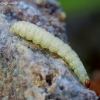 Pietinis ugniukas - Plodia interpunctella, vikšras | Fotografijos autorius : Romas Ferenca | © Macrogamta.lt | Šis tinklapis priklauso bendruomenei kuri domisi makro fotografija ir fotografuoja gyvąjį makro pasaulį.