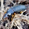 Vikriažygis - Pseudoophonus griseus | Fotografijos autorius : Romas Ferenca | © Macrogamta.lt | Šis tinklapis priklauso bendruomenei kuri domisi makro fotografija ir fotografuoja gyvąjį makro pasaulį.