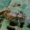 Putininis aksominukas - Pyrrhalta viburni | Fotografijos autorius : Romas Ferenca | © Macrogamta.lt | Šis tinklapis priklauso bendruomenei kuri domisi makro fotografija ir fotografuoja gyvąjį makro pasaulį.