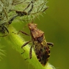 Rhopalus subrufus - Dryžapilvė kampuotblakė | Fotografijos autorius : Romas Ferenca | © Macrogamta.lt | Šis tinklapis priklauso bendruomenei kuri domisi makro fotografija ir fotografuoja gyvąjį makro pasaulį.