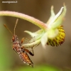 Rhopalus subrufus - Dryžapilvė kampuotblakė | Fotografijos autorius : Romas Ferenca | © Macrogamta.lt | Šis tinklapis priklauso bendruomenei kuri domisi makro fotografija ir fotografuoja gyvąjį makro pasaulį.