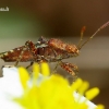 Rhopalus subrufus - Dryžapilvė kampuotblakė | Fotografijos autorius : Romas Ferenca | © Macrogamta.lt | Šis tinklapis priklauso bendruomenei kuri domisi makro fotografija ir fotografuoja gyvąjį makro pasaulį.