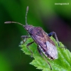 Rhopalus maculatus - Geltonpilvė kampuotblakė | Fotografijos autorius : Romas Ferenca | © Macrogamta.lt | Šis tinklapis priklauso bendruomenei kuri domisi makro fotografija ir fotografuoja gyvąjį makro pasaulį.