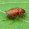 Naktinis grambuoliukas - Serica brunnea | Fotografijos autorius : Romas Ferenca | © Macrogamta.lt | Šis tinklapis priklauso bendruomenei kuri domisi makro fotografija ir fotografuoja gyvąjį makro pasaulį.