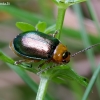 Paprastasis lipikiukas - Sermylassa halensis | Fotografijos autorius : Romas Ferenca | © Macrogamta.lt | Šis tinklapis priklauso bendruomenei kuri domisi makro fotografija ir fotografuoja gyvąjį makro pasaulį.