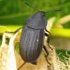 Silpha tristis - Maitvabalis | Fotografijos autorius : Romas Ferenca | © Macrogamta.lt | Šis tinklapis priklauso bendruomenei kuri domisi makro fotografija ir fotografuoja gyvąjį makro pasaulį.