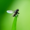 Musė - Pullimosina sp. | Fotografijos autorius : Romas Ferenca | © Macrogamta.lt | Šis tinklapis priklauso bendruomenei kuri domisi makro fotografija ir fotografuoja gyvąjį makro pasaulį.
