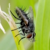 Dygliamusė - Exorista rustica | Fotografijos autorius : Romas Ferenca | © Macrogamta.lt | Šis tinklapis priklauso bendruomenei kuri domisi makro fotografija ir fotografuoja gyvąjį makro pasaulį.